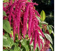 amaranto, Amaranthus caudatus - Decorazioni autunnali per un giardino resistente balcone semi di semi per l' Decorazioni giardino esterni 1000semi