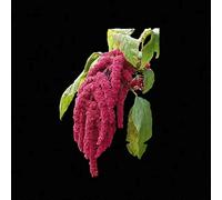 Amaranto Amore Bugie Bleeding 100 Seeds Seeds ONLY