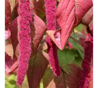 Amaranto Coda di Volpe - facile mantenere decorazione giardino 900semi