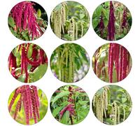 amaranto di medicinali invernali perenni resistenti letto elevato per balcone semi interni semi 20pcs