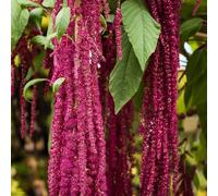 amaranto di semi di perenni resistenti inverno selvaggi giardino interior decorazione 1000pcs