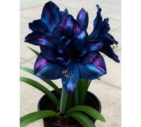 Amarillide luminosa e vivace - Eleganza naturale per ogni angolo della casa-2bulbi-R