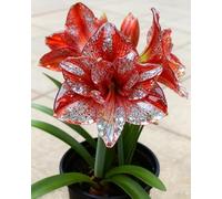 Amarillide luminosa e vivace - Eleganza naturale per ogni angolo della casa-3bulbi-H