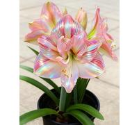 Amarillide luminosa e vivace - Eleganza naturale per ogni angolo della casa-4bulbi-E