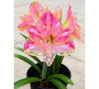 Amarillide luminosa e vivace - Eleganza naturale per ogni angolo della casa-4bulbi-Y