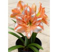 Amarillide ornamentale - Colori vivaci e forme armoniose per un’atmosfera accogliente e luminosa-2bulbi-R