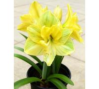 Amarillide ornamentale - Colori vivaci e forme armoniose per un’atmosfera accogliente e luminosa-4bulbi-H