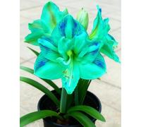 Amarillide per Ambienti Luminosi - Bellezza Semplice che Dura nel Tempo-1bulbi -E