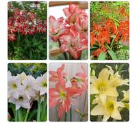 amaryllis balcon prado Camas elevadas para el jardín cama elevada resistentes decoración oficina bulbi perennes y resistentes al 5pcs