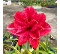 Amaryllis: Bulbi di Amaryllis, resistenti, adatti al giardino, adatti ai principianti, facili da coltivare-2Bulbi-B