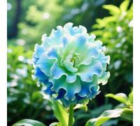 Amaryllis: Bulbi di Amaryllis, resistenti, adatti al giardino, adatti ai principianti, facili da coltivare-3Bulbi-C