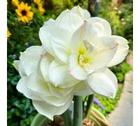 Amaryllis: Bulbi di Amaryllis, resistenti, adatti al giardino, adatti ai principianti, facili da coltivare-1Bulbi-D