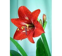 Amaryllis Bulbo di Incredibile Inverdimento Del Giardino Floreale Eleganza e ezza uniche-1 1rizomas Seeds ONLY