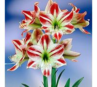 Amaryllis Bulbo di,Incredibile Inverdimento Del Giardino Floreale,issima-1,1rizomas
