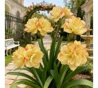 Amaryllis bulbo/miste/Radici selezionate di Amaryllis/resistenti al freddo e alla siccità/adatte per la decorazione di giardini e balconi【NVNJHJN】-3 bulbo-C