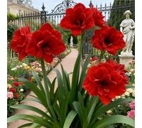 Amaryllis bulbo/miste/Radici selezionate di Amaryllis/resistenti al freddo e alla siccità/adatte per la decorazione di giardini e balconi【NVNJHJN】-1 bulbo-H