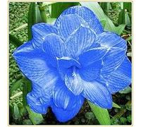 Amaryllis Bulbs-Rare ation, merveilleuses fleurs roses, croissance vigoureuse des tiges et des feuilles-1 Bulbi