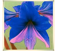 Amaryllis Bulbs-Rare ation, merveilleuses fleurs roses, croissance vigoureuse des tiges et des feuilles-1 Bulbi,B