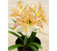 Amaryllis decorativa da vaso - Ideale per maceteros, bordure e angoli verdi con un tocco di classe naturale-5bulbi-A
