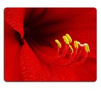 Amaryllis Flower red petals yellow nectar pretty Mouse Pads Customized Made to Order Support Ready 9 7/8 Inch (250mm) X 7 7/8 Inch (200mm) X 1/16 Inch (2mm) High Quality Eco Friendly Cloth with Neoprene Rubber Liil Mouse Pad Desktop Mousepad Laptop Mousepads Comfortable Computer Mouse Mat Cute Gaming Mouse_pad by Liil Mousepad