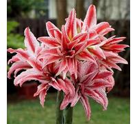 Amaryllis for planting,perenni,grande,profumate,Ambiente paesaggistico,amaryllis in vaso(Senza semi,Non artificiali)-3Radice-J