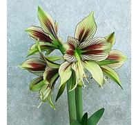 Amaryllis - Hippeastrum rutilum di balcone giardino che amano l'ombra, Aiuole 2Bulbi