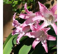 Amaryllis - Hippeastrum rutilum giardino Aiuole rialzate balcone interno balcone 7bulbi