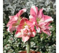 Amaryllis - Hippeastrum rutilum giardino che amano l'ombra, balcone rialzato letto d'appartamento esotiche giardino di 2Bulbi