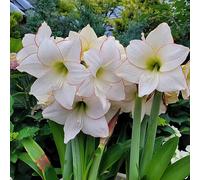 Amaryllis - Hippeastrum rutilum vaso balcone rialzato letto interno balcone ufficio ornamentali tetti verdi resistenti 1bulbi