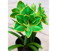 Amaryllis ornamentale da arredamento naturale - Perfetta per creare spazi accoglienti e ricchi di colore durante tutto l’anno-3bulbi-A