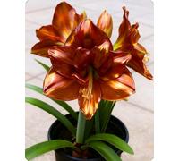 Amaryllis ornamentale da arredamento naturale - Perfetta per creare spazi accoglienti e ricchi di colore durante tutto l’anno-1bulbi-V