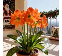 Amaryllis rara/Amaryllis doppia a petalo singolo/Non necessita di vernalizzazione/Adatta alla piantagione sia al sud che al nord-1 PCS-A