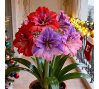 Amaryllis rara/Amaryllis doppia a petalo singolo/Non necessita di vernalizzazione/Adatta alla piantagione sia al sud che al nord-1 PCS-I