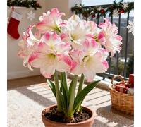 Amaryllis rara/Amaryllis doppia a petalo singolo/Non necessita di vernalizzazione/Adatta alla piantagione sia al sud che al nord-3 PCS-D