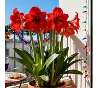 Amaryllis rara/Amaryllis doppia a petalo singolo/Non necessita di vernalizzazione/Adatta alla piantagione sia al sud che al nord-3 PCS-E