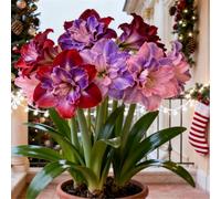 Amaryllis rara/Amaryllis doppia a petalo singolo/Non necessita di vernalizzazione/Adatta alla piantagione sia al sud che al nord-1 PCS-G