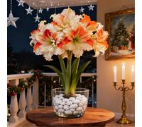 Amaryllis rara/Amaryllis doppia a petalo singolo/Non necessita di vernalizzazione/Adatta alla piantagione sia al sud che al nord-3 PCS-J