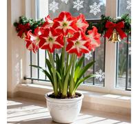 Amaryllis rara/Amaryllis doppia a petalo singolo/Non necessita di vernalizzazione/Adatta alla piantagione sia al sud che al nord-1 PCS-F