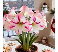 Amaryllis rara/Amaryllis doppia a petalo singolo/Non necessita di vernalizzazione/Adatta alla piantagione sia al sud che al nord-1 PCS-B