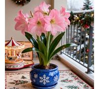 Amaryllis rara/Amaryllis doppia a petalo singolo/Non necessita di vernalizzazione/Adatta alla piantagione sia al sud che al nord-3 PCS-H