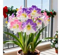 Amaryllis rara/Amaryllis doppia a petalo singolo/Non necessita di vernalizzazione/Adatta alla piantagione sia al sud che al nord-3 PCS-C