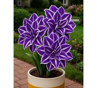 Amaryllis, resistente all'inverno, per più anni, inserti da giardino all'aperto, bella piantagione di giardini perenni, amaryllis resistente all'inverno, perenni