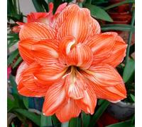 Amaryllis resistenti a condizioni avverse, bulbi misti, resistenti al freddo e alla siccità, adatte per giardini e balconi decorativi-1Bulbi-D