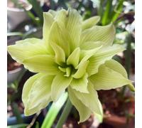 Amaryllis resistenti a condizioni avverse, bulbi misti, resistenti al freddo e alla siccità, adatte per giardini e balconi decorativi-1Bulbi-C