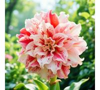 Amaryllis resistenti a condizioni avverse, bulbi misti, resistenti al freddo e alla siccità, adatte per giardini e balconi decorativi-1Bulbi-B