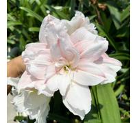 Amaryllis resistenti a condizioni avverse, bulbi misti, resistenti al freddo e alla siccità, adatte per giardini e balconi decorativi-1Bulbi-E