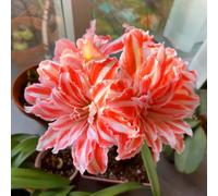 Amaryllis resistenti,adatte per la decorazione di giardini e balconi/belle/adatte come regali per le feste-5Rizoma-E