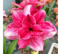Amaryllis resistenti,adatte per la decorazione di giardini e balconi/belle/adatte come regali per le feste-5Rizoma-C