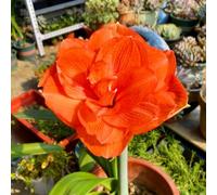 Amaryllis resistenti,adatte per la decorazione di giardini e balconi/belle/adatte come regali per le feste-3Rizoma-A