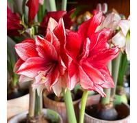 Amaryllis resistenti,adatte per la decorazione di giardini e balconi/belle/adatte come regali per le feste-5Rizoma-B